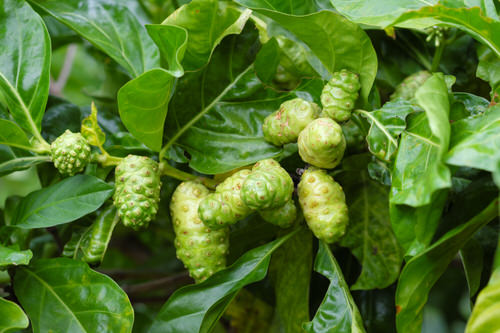 best Interesting Fruits from All Over the World