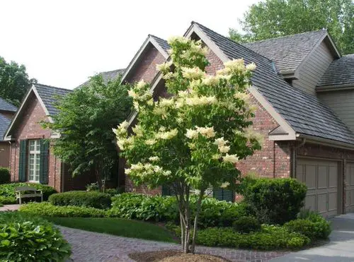 Ways to Increase Curb Appeal Using Plants 9