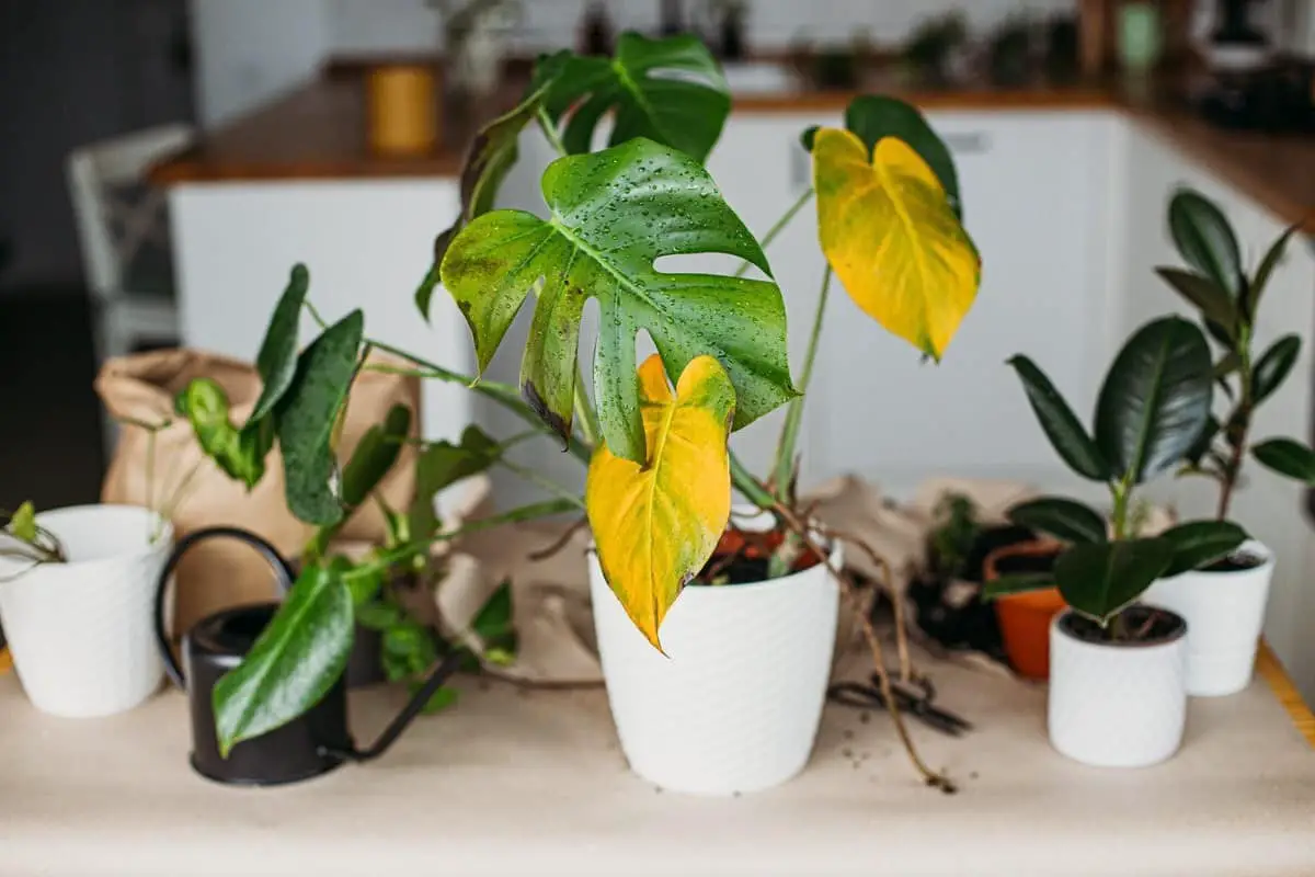 Overfertilization Symptoms in Indoor Plants 2