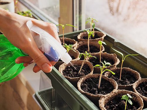 Seed Starting Mistakes 2