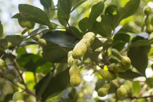 top Amazing Fruits from All Around the Globe