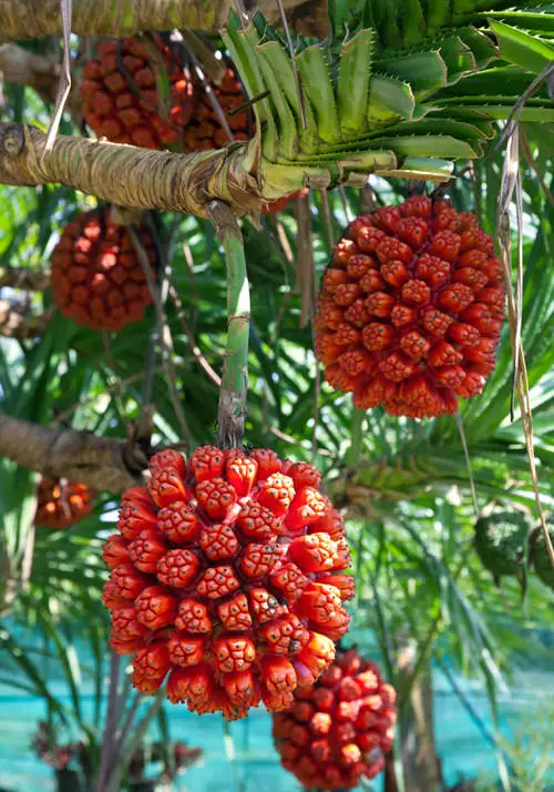 top Smelly and Stink-producing Fruits 