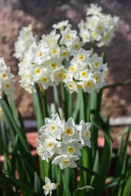 Most Fragrant Flowers According to Gardeners 35