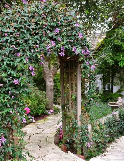 Climbing Plants for Pergolas, Arbors, Arches & Trellises 4