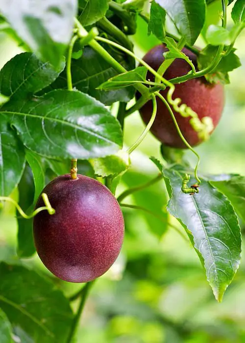top Interesting Fruits from All Over the World