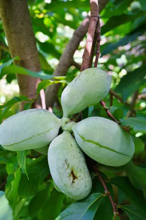 best Amazing Fruits from All Around the Globe