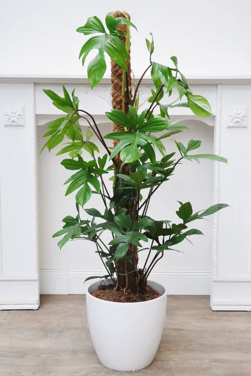  Philodendron Florida Ghost Care