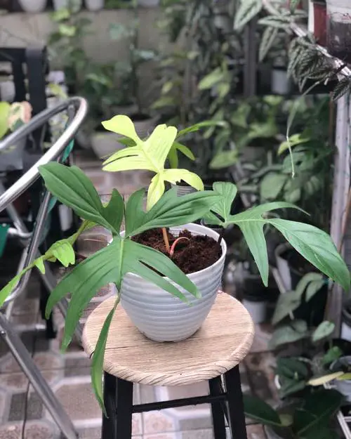 Requirements for Growing Philodendron Florida Ghost 