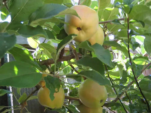 top Special Fruits from All Over the World