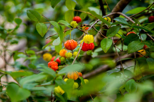 best Special Fruits from All Over the World