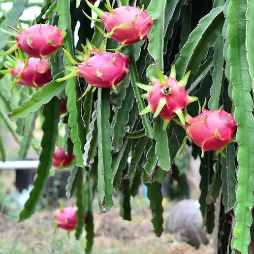 besutiful Interesting Fruits from All Over the World