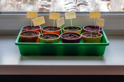 Seed Starting Mistakes
