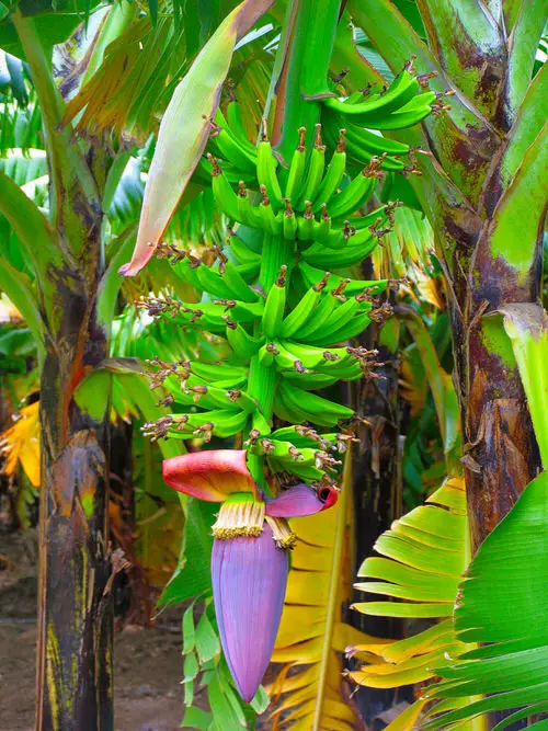 lovely Special Fruits from All Over the World