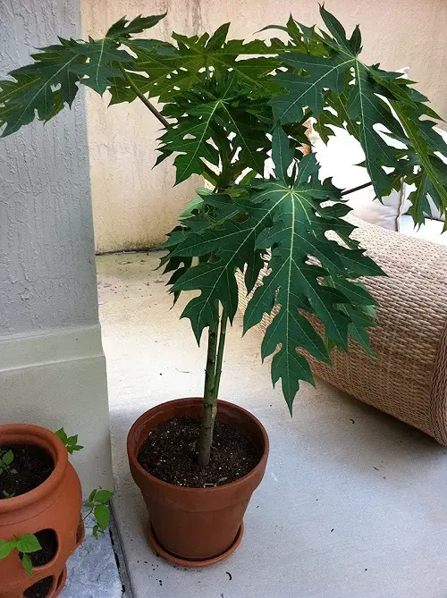 Planting Papaya Tree