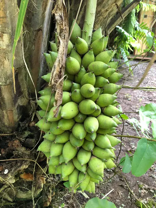 best Interesting Fruits from All Over the World
