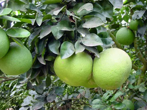 Special Fruits from All Over the World