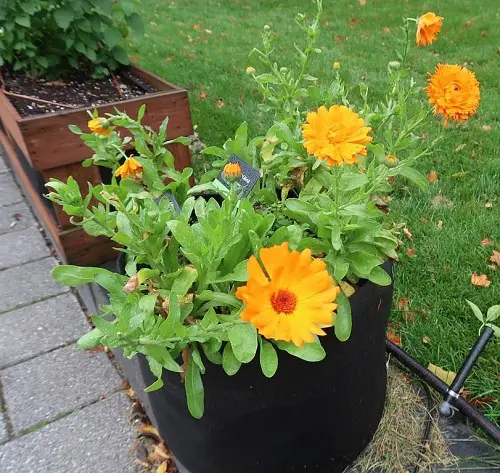 Flowers With A Sunflower-Like Design 9