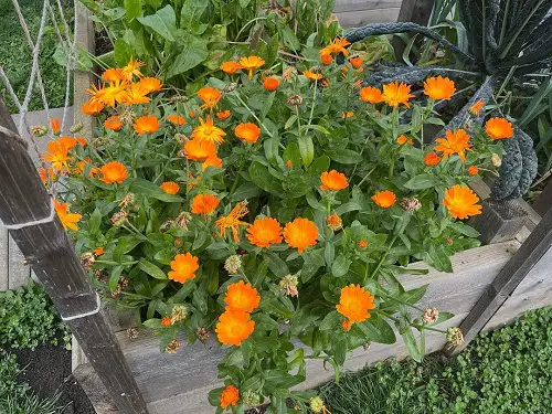 Plants That Can Resist Deer