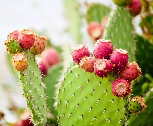 best Fruits from All Around the Globe