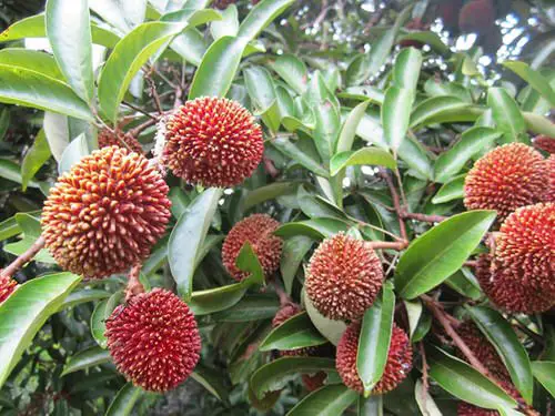 Amazing Fruits from All Around the Globe