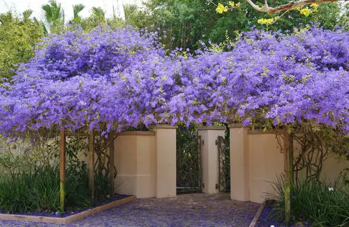 Climbing Plants for Pergolas, Arbors, Arches & Trellises 32