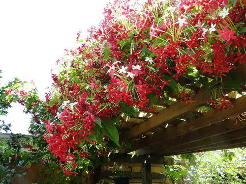 Best Pergola Plants 56