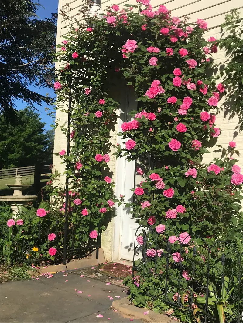 Best Pergola Plants  1