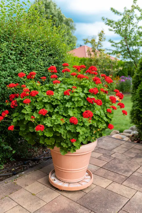 best Gorgeous Flowers that Stand for Family