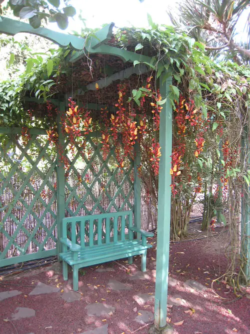 Climbing Plants for Pergolas, Arbors, Arches & Trellises 30