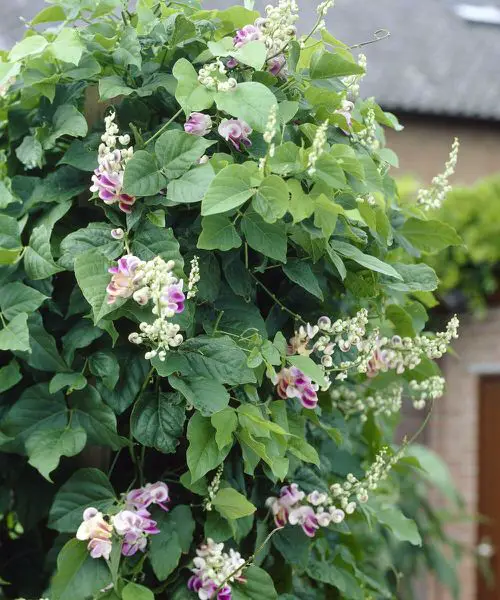 Most fragrant flowers chosen by gardeners. 40