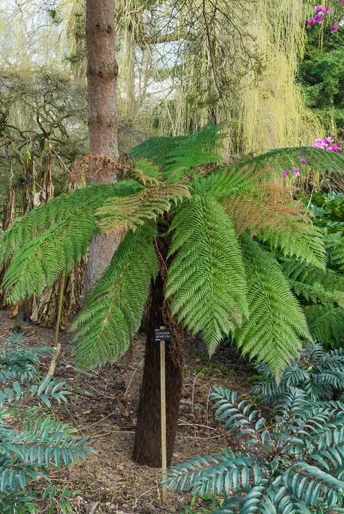 Cold Hardy Tropical Plants in cold climate 7