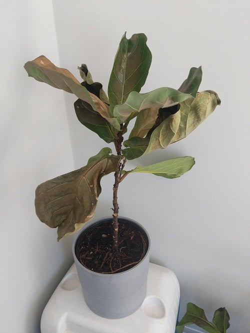 How to Save Sunburned Plants
