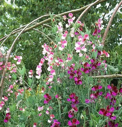 Purple Annual Flowers hanging