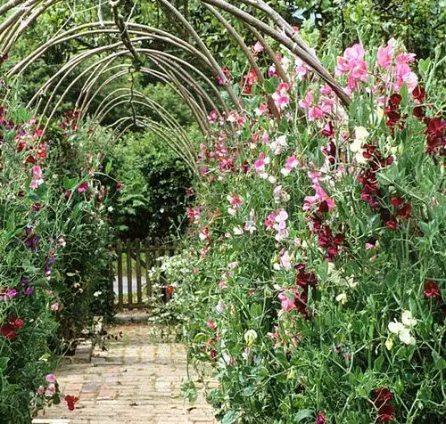 Climbing Plants for Pergolas, Arbors, Arches & Trellises 14