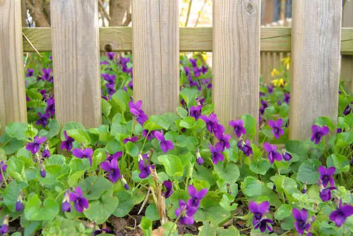 Most fragrant flowers chosen by gardeners. 36