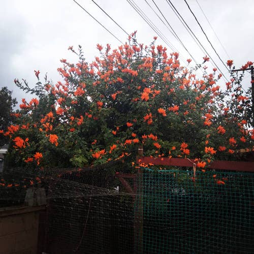 Climbing Plants for Pergolas, Arbors, Arches & Trellises 26