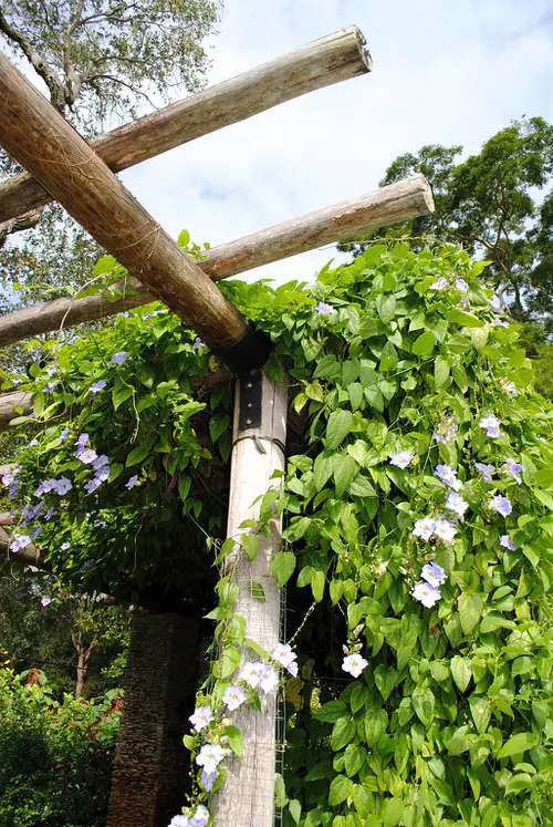 Climbing Plants for Pergolas, Arbors, Arches & Trellises 28