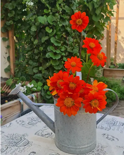 Gorgeous Flowers That Remind Me of Sunflowers 16