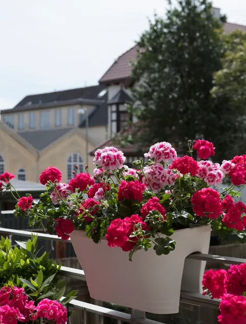 Balcony Flower Garden tips 22