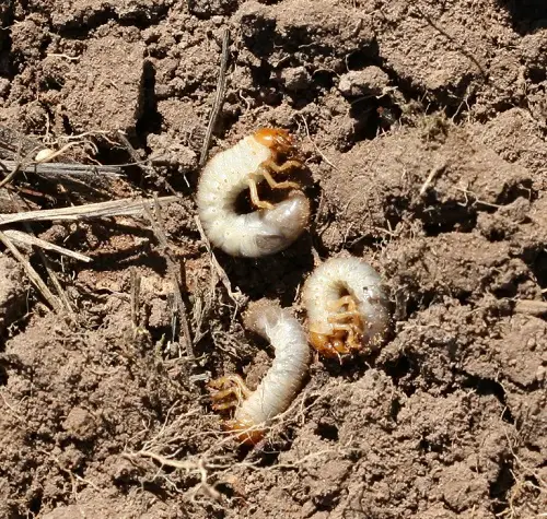What Do Potato Bug Larvae Look Like