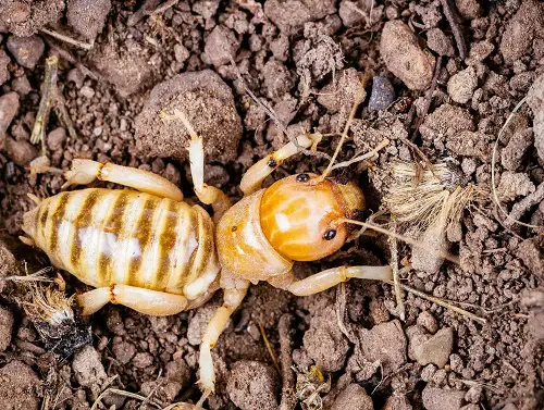 What are Potato Bugs