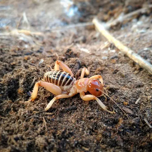 What Do Potato Bugs Eat