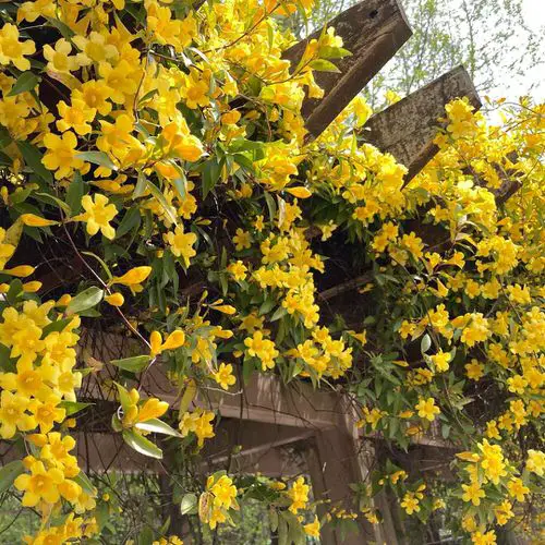 Best Pergola Plants 31