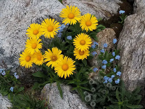 Flowers That Remind Me of Sunflowers 14
