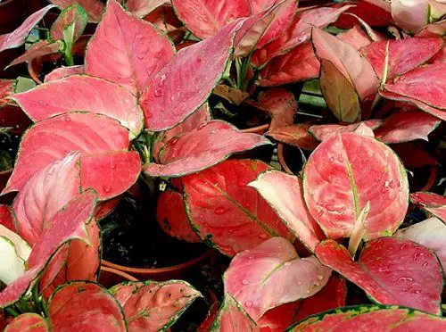 Aglaonema Care Tips to Keep It Red and Shiny 1