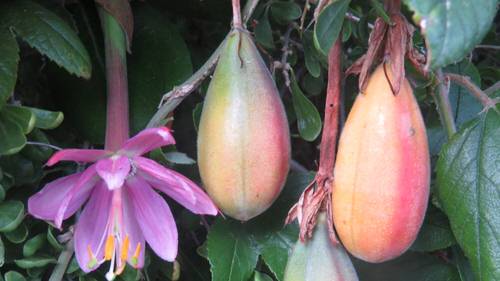 Amazing Exotic Fruits from Around the World
