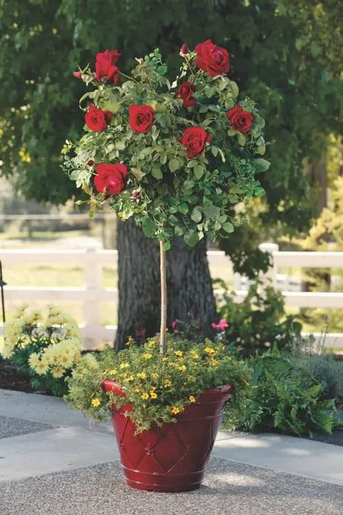 Types of Black Roses 1