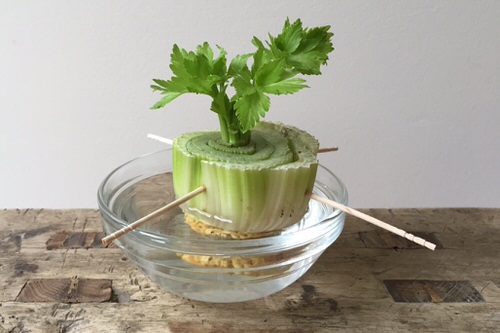 Vegetables You Can Grow in Water 2