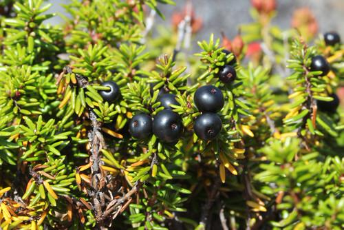 beautiful Internationally Originated Exotic Fruits