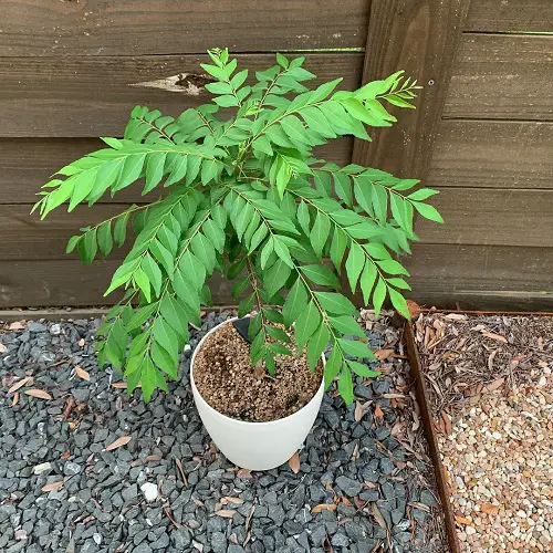 Growing Curry Leaves Plant
